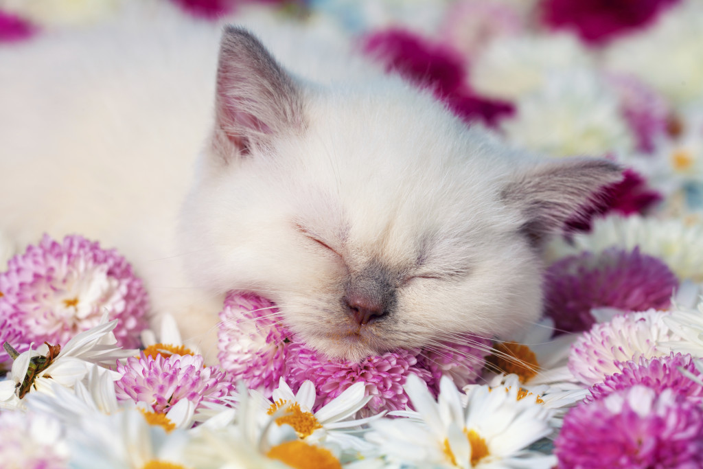 relax like a cat